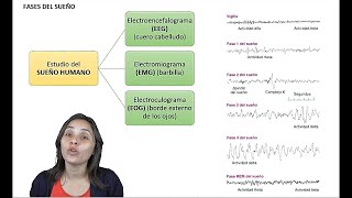 Fases del sueño  - UNED Psicología Fisiológica