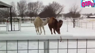 ТЫ ТОЖЕ ХОЧЕШЬ ПОСМОТРЕТЬ ТУДА█▬█ █ ▀█▀ Случай