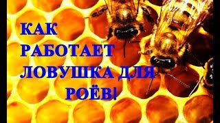 Ловля роев! Ловушка сработала! Роение!