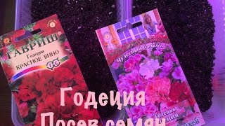 ГОДЕЦИЯ .ПОСЕВ СЕМЯН ГОДЕЦИИ НА РАССАДУ.