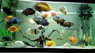 Oscar fish aquarium 8/2016 750L 1.5m