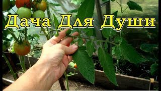 ТОМАТЫ: удалять ЛИСТВУ  или нет? Правила ПАСЫНКОВАНИЯ