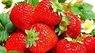 Клубника весной. Профилактика, лечение и подкормка для клубники - только одно средство.