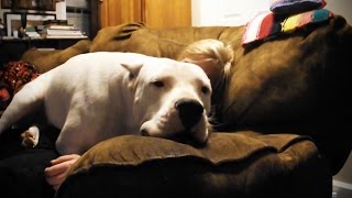 Big Dogs Thinking They're Lap Dogs ? Funny Big Dogs [Funny Pets]