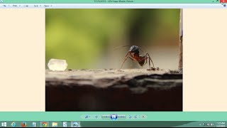 Fix Windows Photo Viewer Yellow Background Error on Windows 7, 8, 8.1