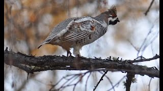 Охота на боровую дичь(hunting for grouse)