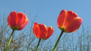 Весна пора любви! Очень красивая песня про весну и про любовь!