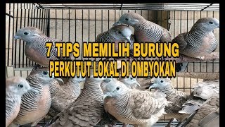 7 Tips Memilih Burung Perkutut Lokal Di Ombyokan
