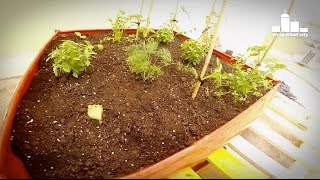 How to plant vegetables in a sack planter on the terrace (time lapse)