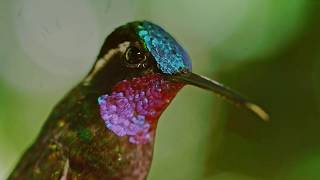 Hummingbirds in Slow Mo