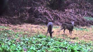 Youth archery hunt for PA whitetail - Working Man's Hunter