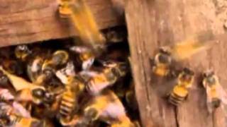 Terry Winchester Guides Killer Bees To Safety