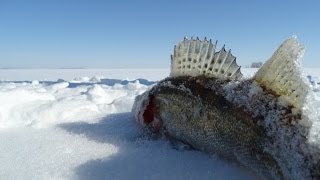 Ловля судака и берша на Камском устье и р. Волге в марте 2016