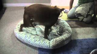 Linus the Boxer loves a clean bed