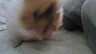 mi coballa