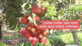 Ảnh hưởng bởi virus corona, chôm chôm 6.000VND/kg vẫn ế