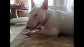 The "aggressive" bull terrier - The Truth
