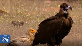 Cuidado con los buitres de Monfrague... ¡vaya festín se pegan!