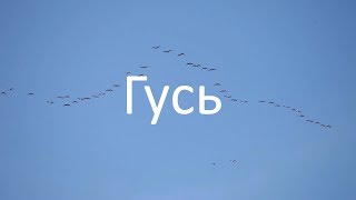 Славная Охота - на гуся
