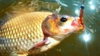 Ловля карася на силиконовые приманки