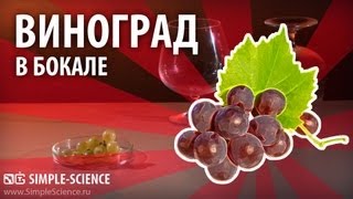 Виноград в бокале - физические опыты
