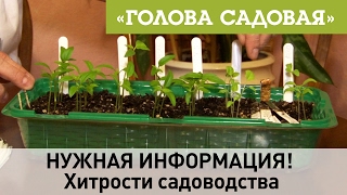 Голова садовая - НУЖНАЯ ИНФОРМАЦИЯ! Хитрости садоводства