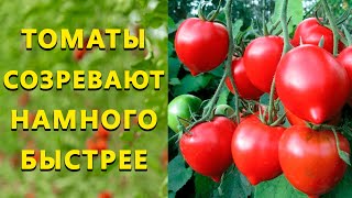 Супер способ ускорить созревание томатов и не допустить болезни!