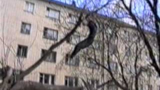 Мертвые Мухи - Marduk, trash and bloody hell (2004)