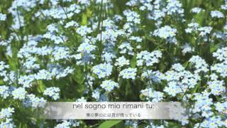 忘れな草（Non ti scordar di me）　井原義則　2013