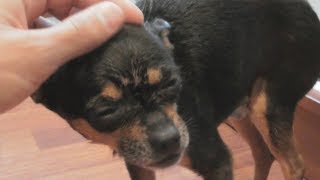 Спасение покусаной собаки, потерявшая хозяина