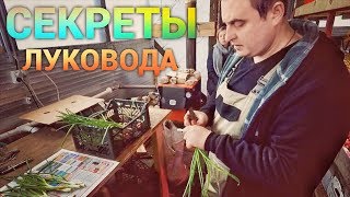 Зимняя теплица. Выращивание лука.