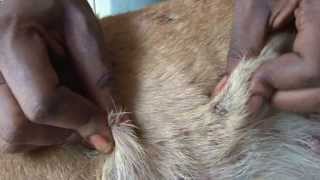 A female street dog gets ready to be spayed. Worms, worms, worms...
