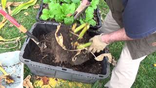 Turmeric Harvest Nov 19, 2018