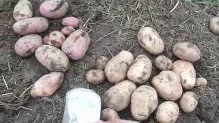 Картофель из элитных мини клубней. Ленинградская область.2017