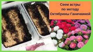 Сеем астры по методу Октябрины Ганичкиной