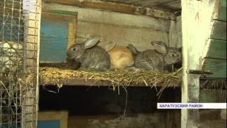 Кролики-великаны (Енисей Минусинск)