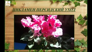 Цикламен персидский - уход в домашних условиях