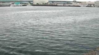 fishingmax 二色の浜店　７月３日夕方豆アジ爆釣