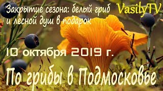 По грибы в Подмосковье 10 октября 2019 г. Закрытие сезона: белый гриб и лесной душ в подарок