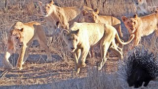 Porcupine Takes on Pride of Lions (Including rare white lion)