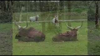 Zoos En Folie (by Audrey B.) - Printemps 2018 (#PassionAventureJunior)