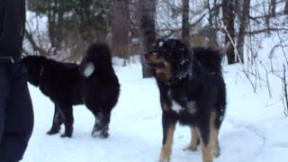 Монгольские банхары Эрлянь и Чоно Хара, п-к " Siber Wolf ".