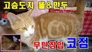 무단침입 코점, 고슴똘치가된 똘&만, 보채는 대가리