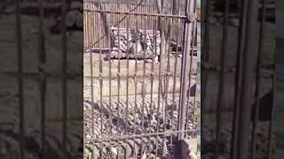 ТИГРИЦА ТАЙГА В ЗООСАДЕ ПРИАМУРСКИЙ