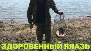 ПРИЕХАЛ НА РАЗВЕДКУ ЯЗЯ КЛЮВАЛ ЗДОРОВЕННЫЙ ЯЗЬ У ВСЕХ КРОМЕ МЕНЯ