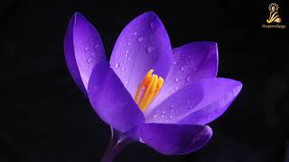 Reiki Energy Healing To Release Emotional Pain