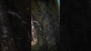 Продаж малька осетров 067 797 77 57