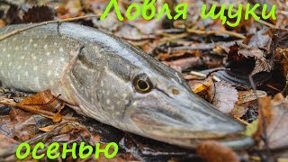 Ловля щуки осенью на малой реке