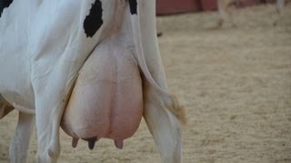 Выставка Звёзды Подмосковья Молочные коровы Четвёртая группа