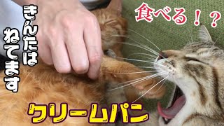 寝てる猫の手で寝てる猫にちょっかい出してみたw